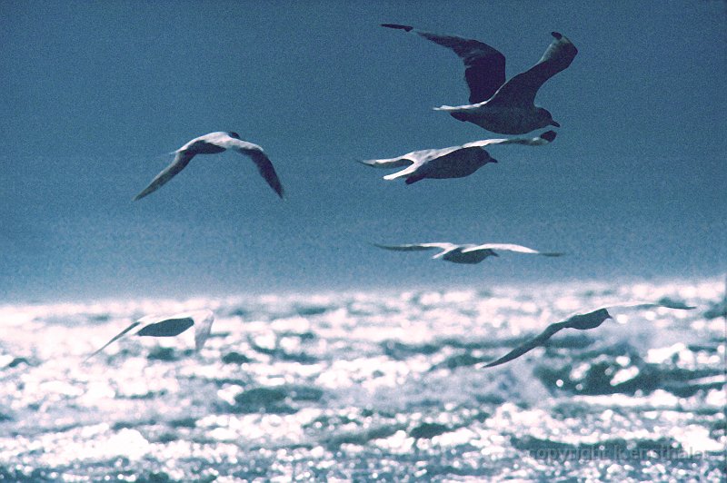 gulls