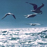 gulls.jpg